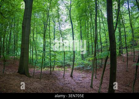 Üppig grüner Buchenwald mit hohen Bäumen und braunen Herbstblättern auf dem Boden in einem wunderschönen saisonalen Naturschutzgebiet Stockfoto
