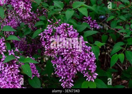 Syringa vulgaris (Flieder) lila Blüten aus der Nähe gesehen Stockfoto
