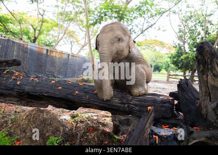 Elefantenkalb Tierstamm Wald Holzbaum Natur Tierwelt Baby sitzt auf verkohltem Holz mit grünem Laub im Freiluft-Schutzgebiet Stockfoto