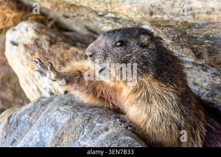 Die Murmeltiere aus ihrem Winterschlaf zu sehen, war etwas, was ich immer fotografieren wollte. Dieses Bild wurde wenige Tage später nicht weit über SaaS aufgenommen Stockfoto