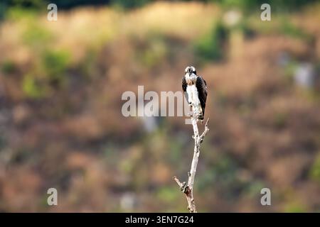 Der Fischadler auf einem Zweig (Pandion haliaetus) Stockfoto
