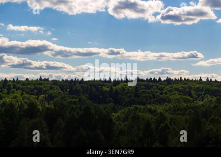 Weite Weite eines tiefgrünen Nadelwaldes, der sich zum Horizont hin unter einem hellblauen Himmel mit flauschigen weißen Wolken erstreckt und eine ruhige Atmosphäre einnimmt Stockfoto