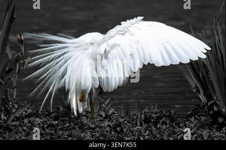 Großer Egret (Ardea alba), der seinen Flügel ausdehnt Stockfoto