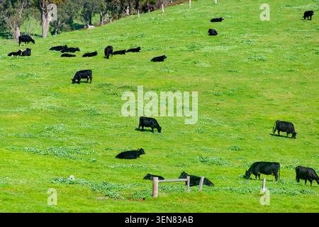 Aberdeen Angus Rinder - Western Australia Stockfoto