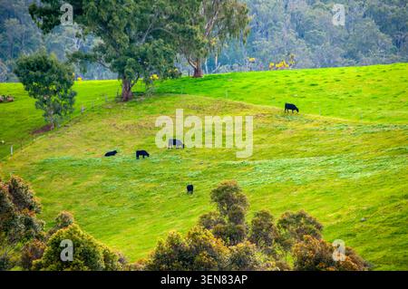 Aberdeen Angus Rinder - Western Australia Stockfoto