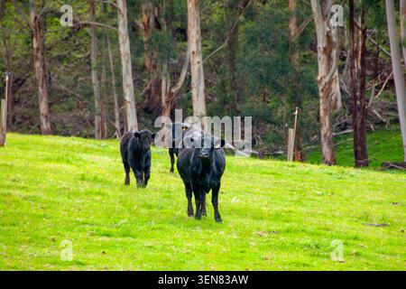 Aberdeen Angus Rinder - Western Australia Stockfoto