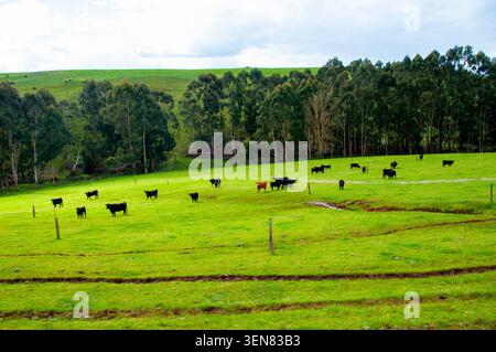 Aberdeen Angus Rinder - Western Australia Stockfoto