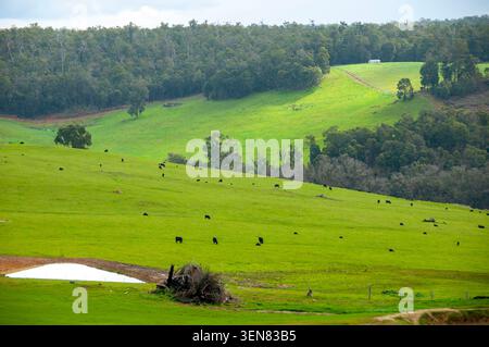 Aberdeen Angus Rinder - Western Australia Stockfoto