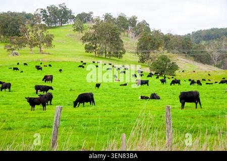 Aberdeen Angus Rinder - Western Australia Stockfoto