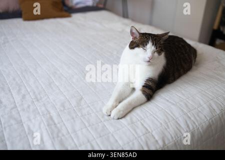 Niedliche Tabby und weiße Hauskatze, die bequem auf der Seite auf einer weißen Decke in einem hellen Schlafzimmer liegt und schläfrig und entspannt aussieht. Stockfoto