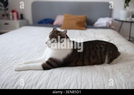 Niedliche Tabby und weiße Hauskatze, die bequem auf der Seite auf einer weißen Decke in einem hellen Schlafzimmer liegt und schläfrig und entspannt aussieht. Stockfoto