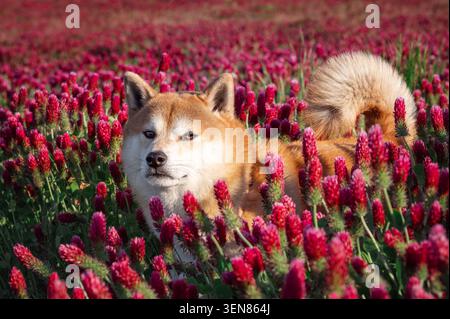 Porträt des Red Shiba inu Hundes ist im Crimson Klee (Trifolium incarnatum) Feld Stockfoto