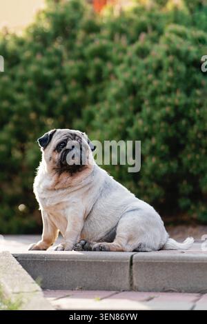 Eine Mops-Hündin sitzt auf Stufen in einem Park vor der Kulisse von dekorativen Pflanzen. Porträt eines Mops. Stockfoto