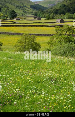 Ein Blick nach Norden von Muker, North Yorkshire, über die wilden Blumenwiesen mit traditionellen Feldscheunen und Trockenmauern an einem Sommertag Stockfoto