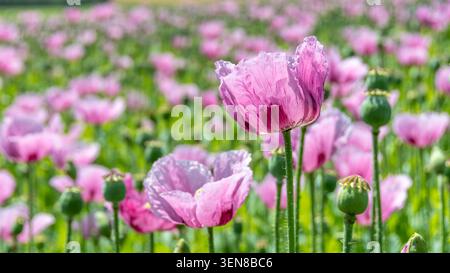 Blüten und Knospen von Papaver somniferum, auch bekannt als Opiummohn oder Brotmohn, auf einem landwirtschaftlichen Feld in Frankreich Stockfoto