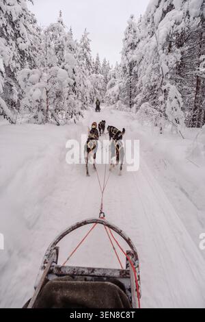 Erleben Sie die Spannung einer Husky-Schlittenfahrt, während der Schlitten durch das bezaubernde Winterwunderland Akaslompolo gleiten. Schneebedeckte Bäume bilden eine magische Kulisse in Lappland, Finnland Stockfoto