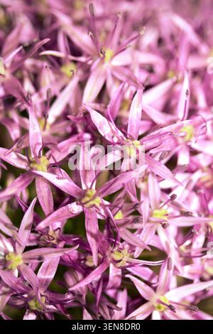 Atemberaubender lila Allium Globemaster Blumenkopf floraler Hintergrund Stockfoto