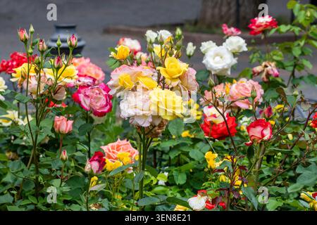 Rote, gelbe und weiße blühende Rosen in einem Blumenbeet. Blumenzucht Stockfoto