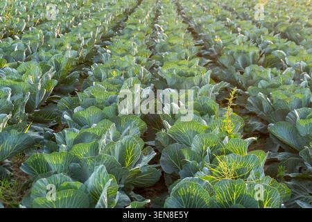 Kohlpflanzen erstrecken sich über ein großes Feld, ordentlich in Reihen angeordnet. Die Sonne scheint hell und beleuchtet die grünen Blätter am frühen Morgen. Stockfoto