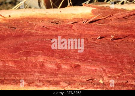 Nahaufnahme der Holzstruktur des geschnittenen Eukalypytusbaums Stockfoto