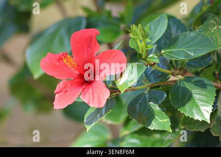 Rote Hibiskusblüte im Park Stockfoto