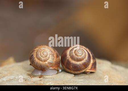Zwei Schnecken krabbeln auf dem Felsen Stockfoto