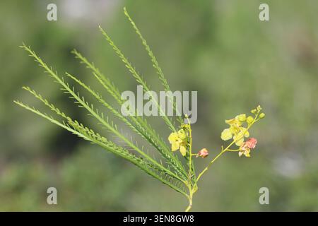 Blüten von Parkinsonia aculeata am blauen Himmel Stockfoto