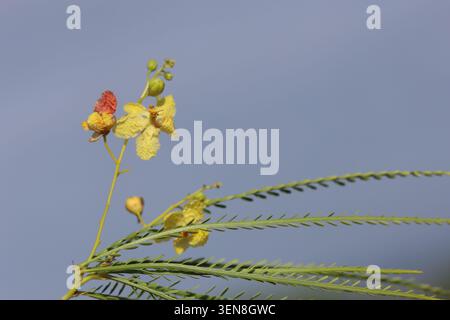 Blüten von Parkinsonia aculeata am blauen Himmel Stockfoto