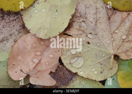 Makroaufnahmen von herabfallenden Herbstblättern, die mit klaren Wassertröpfchen bedeckt sind Stockfoto