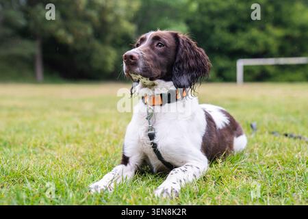 Ein leber und weißer englischer Springer Spaniel sitzt auf einem regnerischen Spielfeld, trägt einen orangefarbenen Kragen und eine Leitung Stockfoto