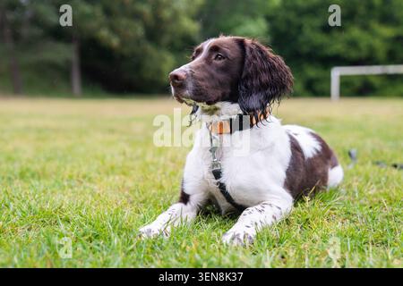 Ein leber und weißer englischer Springer Spaniel sitzt auf einem regnerischen Spielfeld, trägt einen orangefarbenen Kragen und eine Leitung Stockfoto