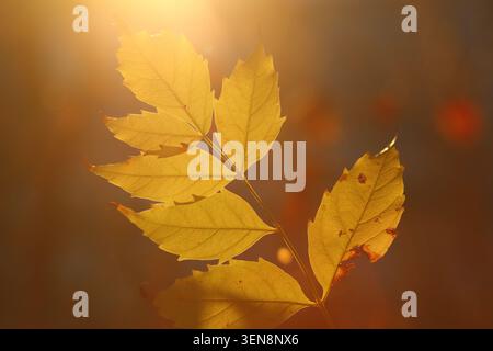 Herbstlaub auf dem Baum Stockfoto