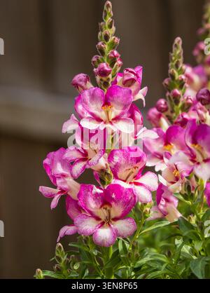 Blüten der Sommerblüte duften jährlich nach snapdragon, Antirrhinum majus Dazzling Lips Pink Stockfoto