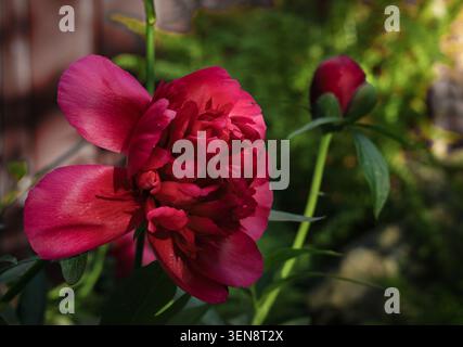 Nahaufnahme von schönen roten Pfingstrosen (Paeonia sp) Blüten auf verschwommenem grünen Blatthintergrund. Stockfoto