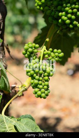 Junger Traubenstrauch, der vor der Erntesaison an der Rebe hängt Stockfoto