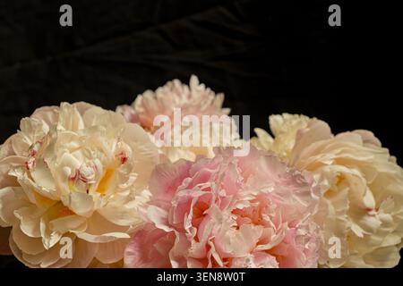 Strauß aus weichen rosa und cremefarbenen Pfingstrosen auf dunklem Hintergrund, Nahaufnahme einer Blumenkomposition, geringe Tiefenschärfe Stockfoto