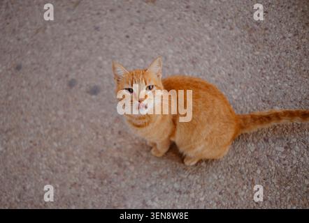 Hochwinkelansicht einer Ingwerorange-Katze, die ihre Lippen auf einem Steinpflaster leckt. Stockfoto