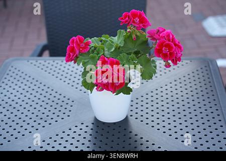 Zonales pelargonium Claire Rose Red Eye in einem weißen Topf auf einem Tisch. Hochwertige Fotos Stockfoto
