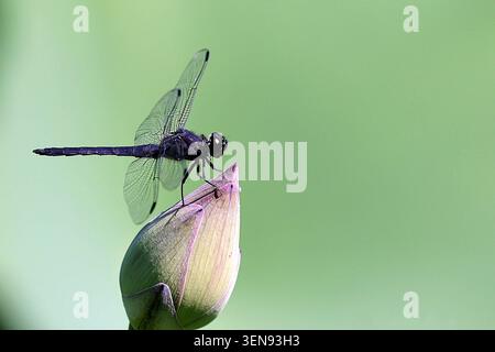 Die Schiefer-Skimmer-Libelle, die auf einer geschlossenen Lotusblüte thront. Stockfoto