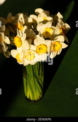 Strauß von weißen gelben Narzissen mit Orange Center in Glasvase auf grünem Hintergrund. Narzisse gelbe Blütenknospe Stockfoto