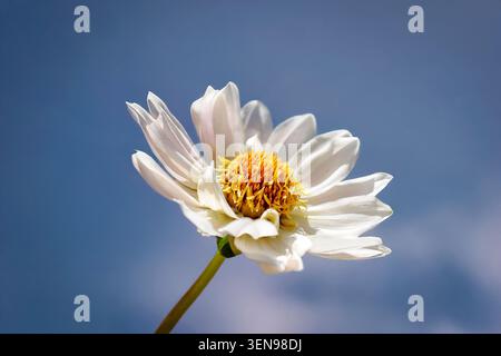 Eine Profilaufnahme einer zarten weißen Dahlienblume mit einem auffälligen gelben Zentrum, die vor einem klaren blauen Himmel aufgenommen wurde und das elegante unterstreicht Stockfoto