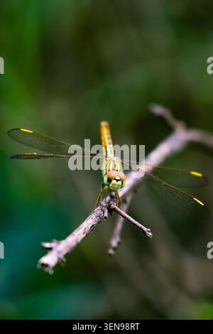 Makroaufnahmen von Libellen in natürlichen Lebensräumen. Eine scharfe Makroaufnahme einer Libelle, die auf einem trockenen Ast vor einem unscharfen grünen Hintergrund balanciert ist. Stockfoto