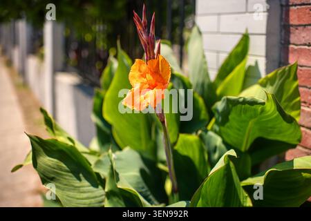 Leuchtende orange Cannabislilienblüte mit üppigen grünen Blättern, die neben einer Ziegelmauer wachsen und einen weichen Bokeh-Effekt auf dem urbanen Gehsteig-Hintergrund haben. Stockfoto