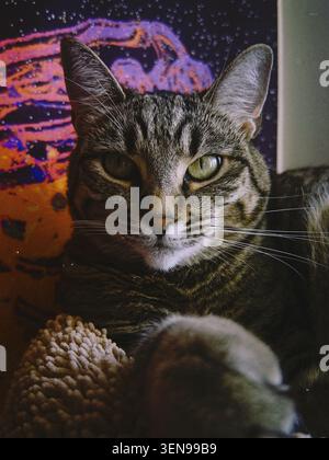 Nahaufnahme-Porträt einer getigerten Katze mit grünen Augen, die im Innenraum in die Kamera schaut. Stockfoto
