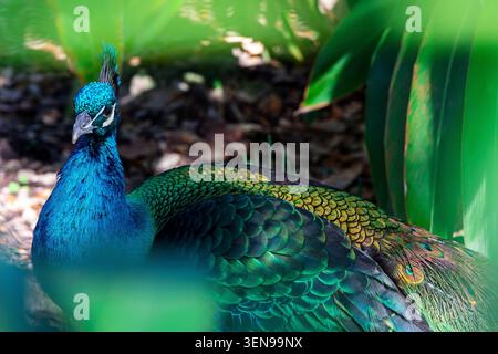 Nahaufnahme eines Pfaus mit schillerndem blauem und grünem Gefieder. Stockfoto