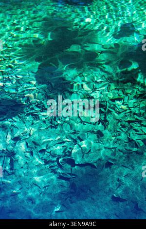 Nahaufnahme eines Pfaus mit schillerndem blauem und grünem Gefieder. Stockfoto