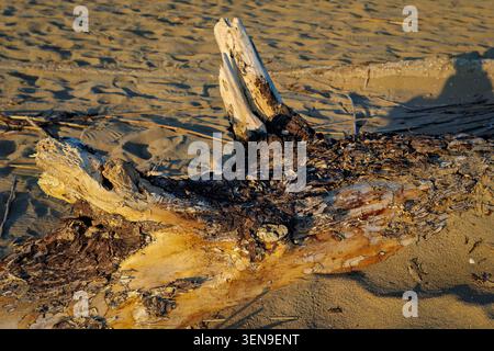 Stark verwittertes Treibholz an einem Sandstrand im warmen Abendlicht, detaillierte Holzstruktur, natürliche Küstenlandschaft und Erosion. Stockfoto
