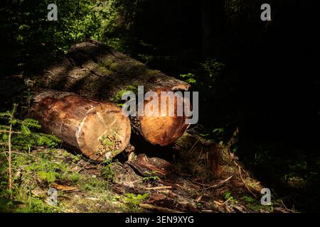 Schnittholz in Waldsonnenlicht gestapelt Stockfoto