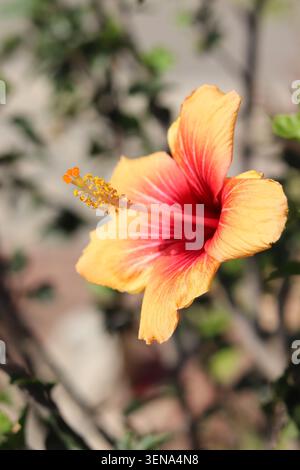 Nahaufnahme einer gelben und roten Hibiskusblume, die draußen blüht, mit einem unscharfen natürlichen Hintergrund Stockfoto
