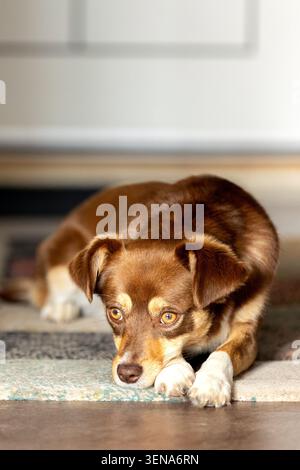 Kleiner brauner und weißer Mischhund, der drinnen auf Teppich liegt und mit einem schüchternen und erwartungsvollen Ausdruck aufblickt Stockfoto